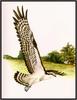 Douglas Pratt - Osprey (Art), Pandion haliaetus