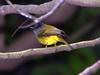 Grey-headed Canary Flycatcher (Culicicapa ceylonensis) - wiki