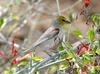 Verdin (Auriparus flaviceps) - wiki