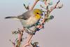 Verdin (Auriparus flaviceps)