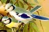 Azure Tit (Cyanistes cyanus) - wiki