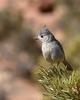 Juniper Titmouse (Baeolophus ridgwayi) - wiki