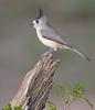 Black-crested Titmouse (Baeolophus atricristatus) - wiki