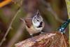 Crested Tit (Lophophanes cristatus) - wiki