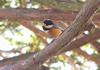 Varied Tit (Poecile varia) - wiki