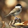 Marsh Tit (Poecile palustris) - wiki