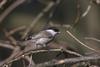 Willow Tit (Poecile montana) - wiki