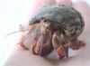 Caribbean Hermit Crab (Coenobita clypeatus)