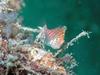 Dwarf Hawkfish (Cirrhitichthys falco) - Wiki