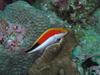 Forster's Hawkfish (Paracirrhites forsteri)