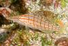 Longnose Hawkfish (Oxycirrhites typus)