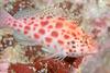 Coral Hawkfish (Cirrhitichthys oxycephalus)