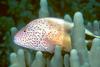 Forster's Hawkfish (Paracirrhites forsteri)