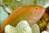 Arc-Eye Hawkfish (Paracirrhites arcatus)