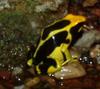 Dyeing Dart Frog (Dendrobates tinctorius) - Wiki