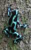 Green-and-Black Poison Dart Frog (Dendrobates auratus) - Wiki