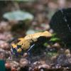 Splash-backed Poison Dart Frog (Dendrobates galactonotus) - Wiki