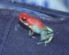 Granular Poison Dart Frog (Dendrobates granuliferus) - Wiki