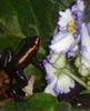 Kokoe Poison Dart Frog (Phyllobates aurotaenia) - Wiki