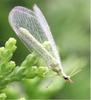 Lacewing (Order: Neuroptera) - Wiki
