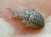 Antlion larva