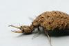 Closeup of Antlion larva