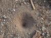 Antlion Pitfall (nest)