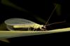 Green Lacewing