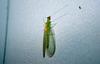 Green Lacewing