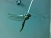 Owlfly (Family: Ascalaphidae) - Wiki