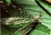 Suffolk Antlion (Euroleon nostras) - Wiki