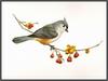 Douglas Pratt - Tufted Titmouse (Art), Baeolophus bicolor