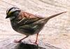White-throated Sparrow (Zonotrichia albicollis) - Wiki