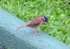 Rufous-collared Sparrow (Zonotrichia capensis) - Wiki