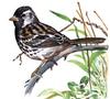 Harris's Sparrow (Zonotrichia querula) - Wiki