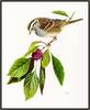 Douglas Pratt - White-throated Sparrow (Art), Zonotrichia albicollis