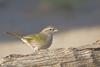 Olive Sparrow (Arremonops rufivirgatus) - Wiki