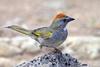 Green-tailed Towhee (Pipilo chlorurus) - Wiki