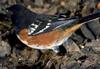 Eastern Towhee (Pipilo erythrophthalmus) - Wiki