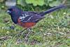 Spotted Towhee (Pipilo maculatus) - Wiki