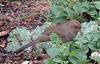 California Towhee (Pipilo crissalis) - Wiki