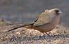 Abert's Towhee (Pipilo aberti) - Wiki