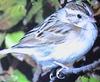 Clay-colored Sparrow (Spizella pallida) - Wiki