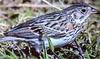Vesper Sparrow (Pooecetes gramineus) - Wiki
