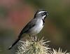 Black-throated Sparrow (Amphispiza bilineata) - Wiki