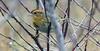 Nelson's Sharp-tailed Sparrow (Ammodramus nelsoni) - Wiki