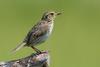 Saltmarsh Sharp-tailed Sparrow (Ammodramus caudacutus) - Wiki