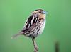 Le Conte's Sparrow (Ammodramus leconteii) - Wiki