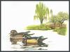 Douglas Pratt - Wood Ducks (Art), Aix sponsa