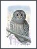 [Owls by Louis Agassiz Fuertes] Barred Owl (Strix varia)